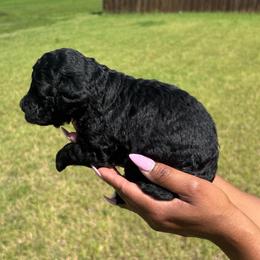Leo - Black male Goldendoodle puppy in Forney, Texas from Cityline Goldendoodles