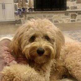 Roxie - Poodle