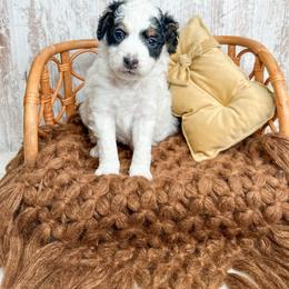 Lisa - Tri-color female Bernedoodle puppy in Otisville, Michigan from Danie’s Darling Doodles LLC