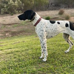 Dixie - German Shorthaired Pointer