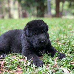 German Shepherd Puppies from Zwinger vom Schneider Wald