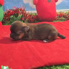 Holly - Black gold and white female Shorkie puppy in Aurora, Missouri from KnJ Precious Paws LLC
