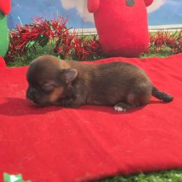 Holly - Black gold and white female Shorkie puppy in Aurora, Missouri from KnJ Precious Paws LLC