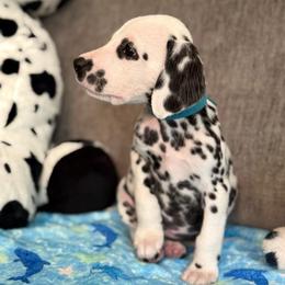 Dollar Show potential - White and black male Dalmatian puppy in Newfoundland, Pennsylvania from Poconopaws