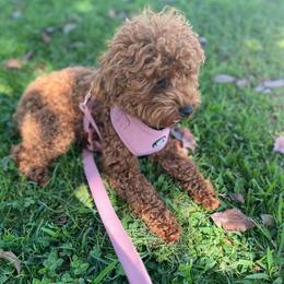 Ruby - Poodle