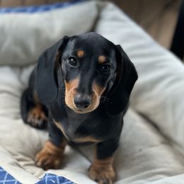 Dachshund Puppies from Little Legs Miniature Dachshunds