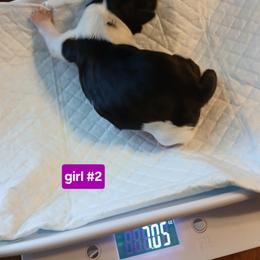 Shih Tzu Puppies from 2 Sons & 4 Paws Puppies