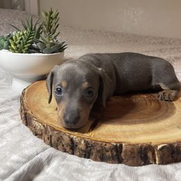 Dachshund Puppies from DachshyVerse