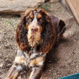 Willa - English Springer Spaniel