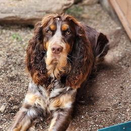 Willa - English Springer Spaniel