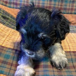 Tish - Yellow Collar - Black and silver female Miniature Schnauzer puppy in Robstown, Texas from Alves Miniature Schnauzers
