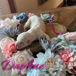 Daphne - White and black female Dalmatian puppy in Mount Vernon, Missouri from Spots & Spirals