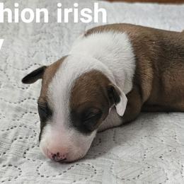 Red irish boy - Red male Italian Greyhound puppy in Phillips, Maine from Maplewood Italian Greyhounds