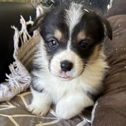 U-1 - Black and tan male Pembroke Welsh Corgi puppy in Sanford, Michigan from Tambali Pembroke Welsh Corgis