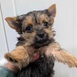 Gloria - smallest girl - Blue and gold female Yorkshire Terrier puppy in Gatesville, Texas from KontryKritterz Yorkies