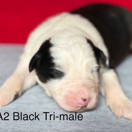 RA2 - Black tri-color male Australian Shepherd puppy in Ada, Ohio from Windy Hill Aussies