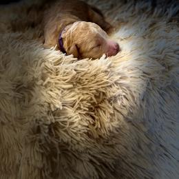 Purple Collar - Apricot female Goldendoodle puppy in Ottawa, Kansas from Kansas Country Doodles