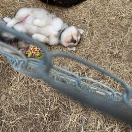 Siberian Husky Puppies from North Valley Huskies