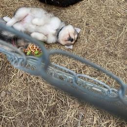 Siberian Husky Puppies from North Valley Huskies