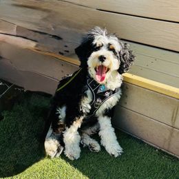 Dottie - Bernedoodle