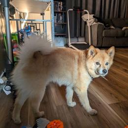 Tucker - Pomsky