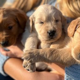 Golden Retrievers from KL Golden Retrievers