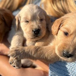 Golden Retrievers from KL Golden Retrievers