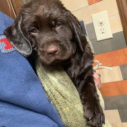 Labrador Retriever Puppies from Brookside Labrador Retrievers