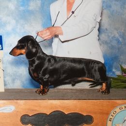 Chihuahuas and Dachshunds from Passport