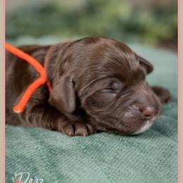 Marcus - Brown male Cockapoo puppy in Connersville, Indiana from Deaz Doodle Ranch