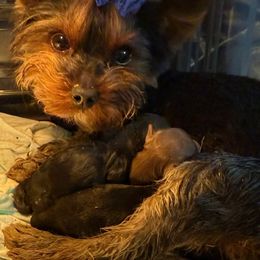 Yorkshire Terrier puppies from Promise Land Pets