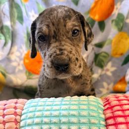 Damon - Merle male Great Dane puppy in Jerusalem, Arkansas from Mara Danes