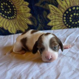 Girl 2 - Piebald female Dachshund puppy in Fallon, Nevada from Butterbean Dachshunds