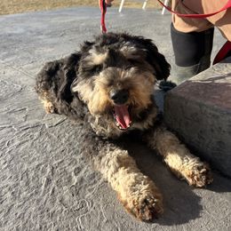 Mazy - Aussiedoodle