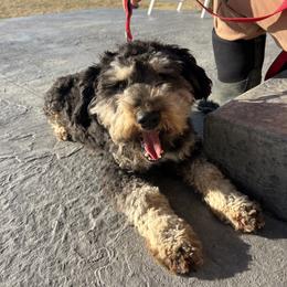 Mazy - Aussiedoodle