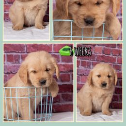 Tuk-Tuk - Dark golden male Golden Retriever puppy in Driggs, Idaho from SK Golden Retrievers