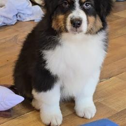 Sidney - Black tri-color male Australian Shepherd puppy in Divide, Colorado from Outlaw Farm and Kennel