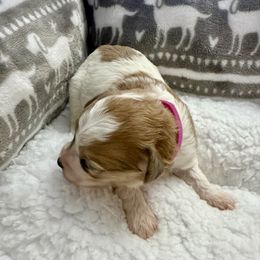 Jasper - Merle female Maltipoo puppy in Fredericksburg, Ohio from Edna Keim