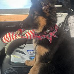 German Shepherd Puppies from Golden Ridge
