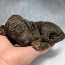 Red Collar Male - Phantom male Poodle puppy in Tehama County, California from Hals Pals K9s