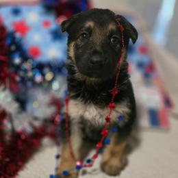 Girl 3 - Black and tan female German Shepherd puppy in Leon, West Virginia from Heart2Heart Kennels