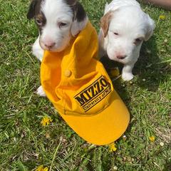 English Setter Puppies from English Setter Farms