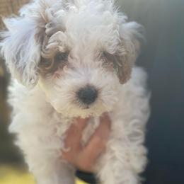Stormy - Parti male Goldendoodle puppy in Cumberland, Rhode Island from minigoldendoodlesofRI