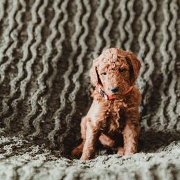 Poodle Puppies from Peterson Poodles