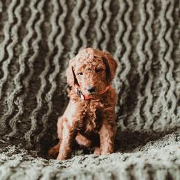 Poodle Puppies from Peterson Poodles