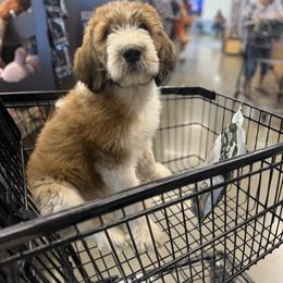 Saint Berdoodle Puppies from Country Manor Saint Berdoodles