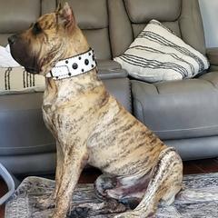 Perro de Presa Canarios from Born Legends Presa