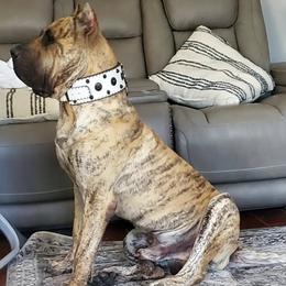 Perro de Presa Canarios from Born Legends Presa