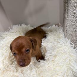 Hazel - Brindle female Dachshund puppy in New Iberia, Louisiana from Finleys Babies