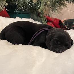 Purple - Black male Labrador Retriever puppy in Heath Springs, South Carolina from Rich Hill Retrievers